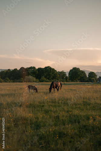 mare with foal grazes in the meadow