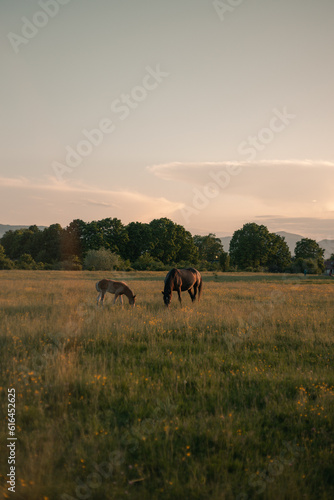 mare with foal grazes in the meadow