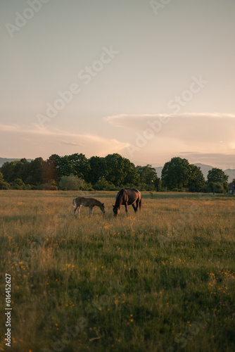 mare with foal grazes in the meadow