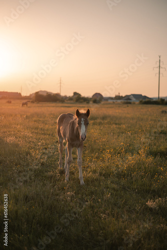 little foal grazes in the meadow