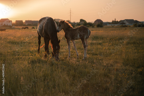 mare with foal grazes in the meadow photo