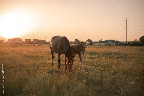 mare with foal grazes in the meadow photo