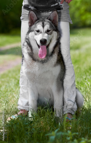 Portrait  dog and husky at park with owner  sitting on grass and bonding together. Siberian canine  animal and person with pet in nature to relax in summer  care and enjoying quality time outdoor.