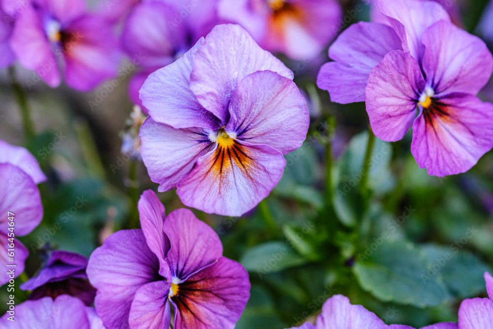 Heartsease or viola tricolor in garden in Bad Pyrmont, Germany, closeup.