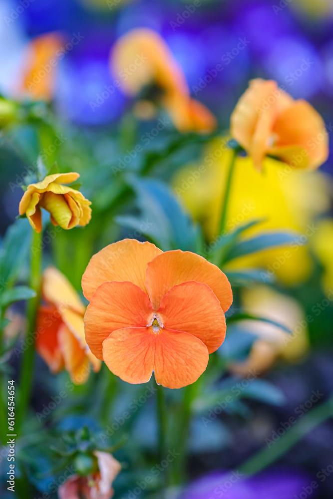 Heartsease in garden in Bad Pyrmont, Germany, closeup. Heartsease in garden in Bad Pyrmont, Germany, closeup.