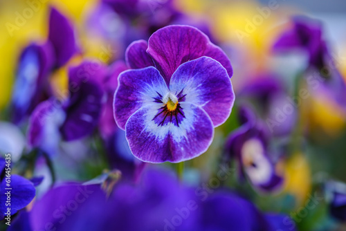 Heartsease or viola tricolor in garden in Bad Pyrmont  Germany  closeup.