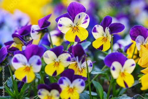 Heartsease or viola tricolor in garden in Bad Pyrmont  Germany  closeup.