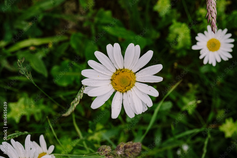 Obraz premium daisy flower