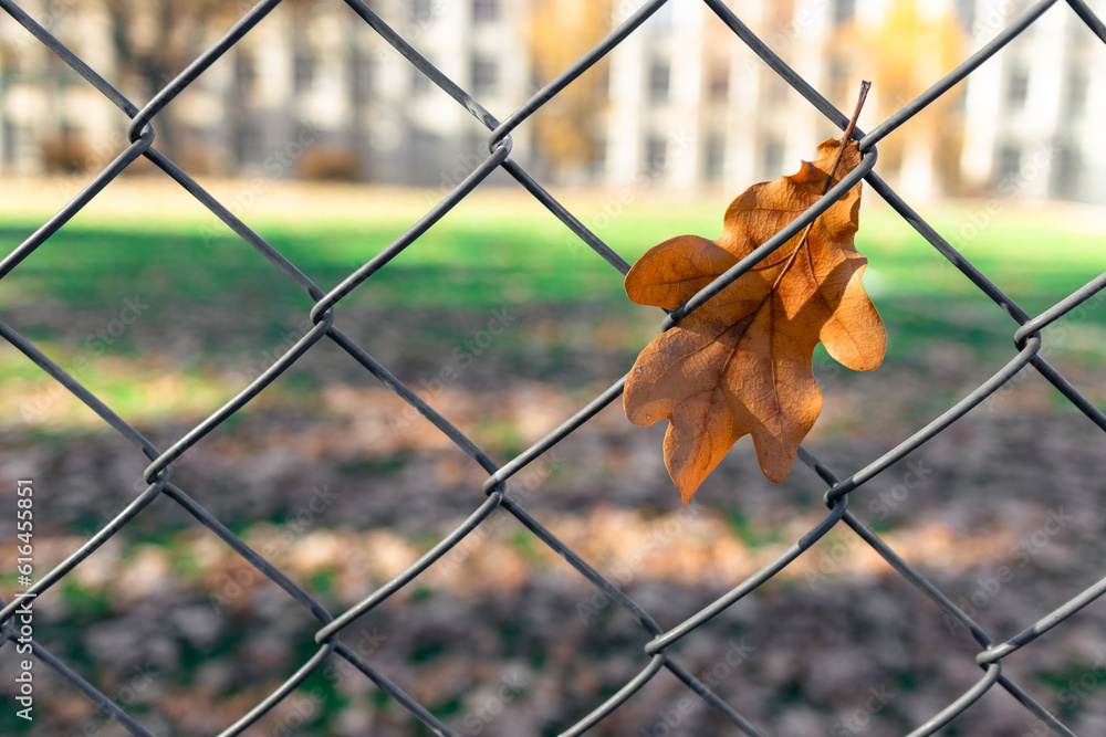 An oak leaf is stuck in a metal mesh An oak leaf is stuck in a metal mesh