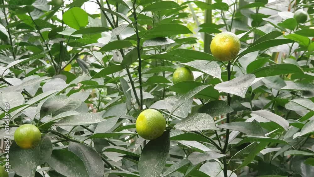 Green tangerines on the tree. Tropical gallery in the botanical garden Green tangerines on the tree. Tropical gallery in the botanical garden