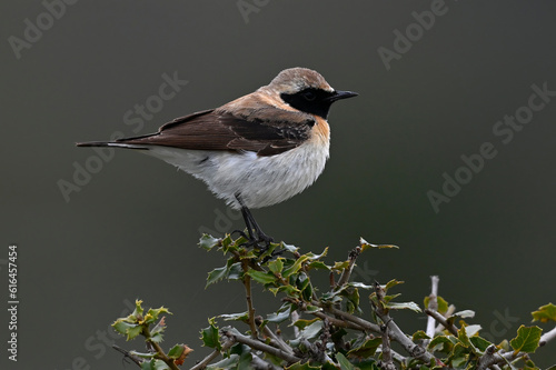 Eastern black-eared wheatear // Balkansteinschmätzer (Oenanthe melanoleuca) - Nestos Delta, Greece