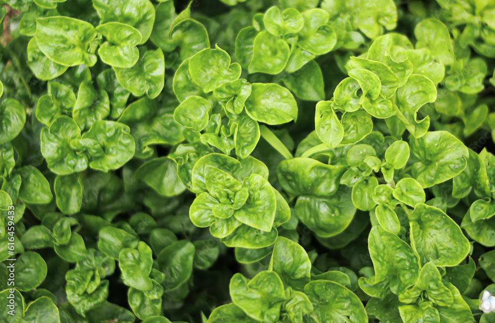 close up of spinach close up of spinach