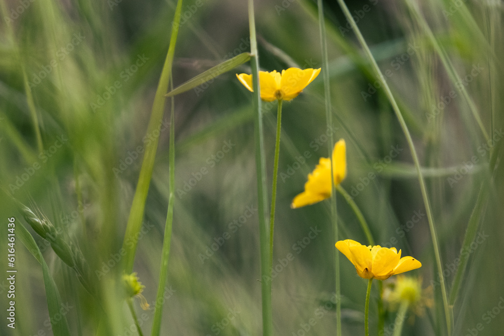 Fototapeta premium Hahnenfuß - kleine gelbe Blumen