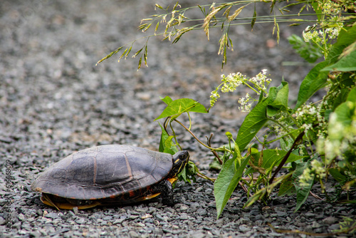 Eastern painted turtle in a natural habitat