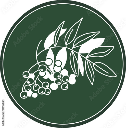 White logo branches of rowan on a dark green background. Celtic astrological calendar of the druids. Tree symbol in a circle. Mountain ash