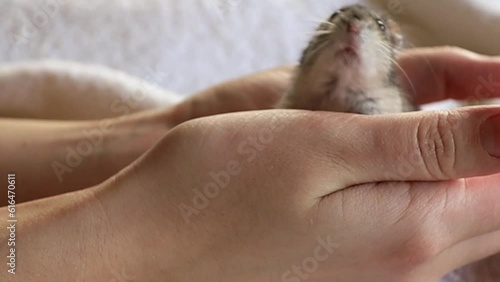 Human hands are stroking a small djungarian hamster. High quality HD footage photo