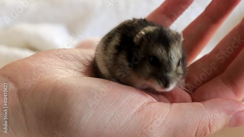 Human hands are stroking a small djungarian hamster. High quality HD footage photo