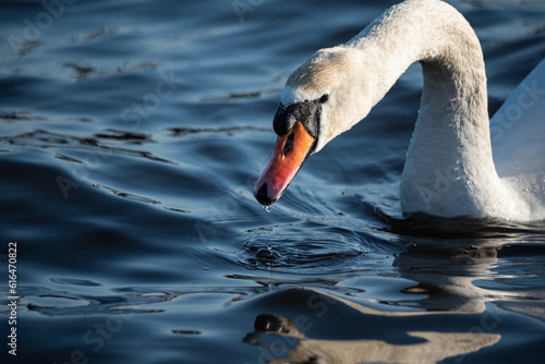 Swan close-up. Swan head isolated on a blurred background.