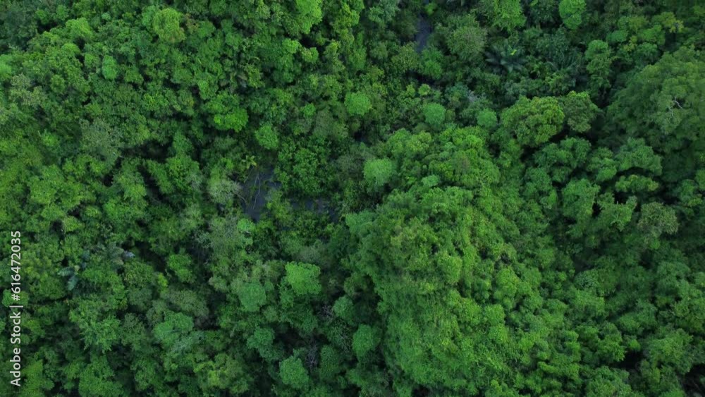 Aerial video view of tropical forest in Aceh province, Indonesia. Aerial video view of tropical forest in Aceh province, Indonesia.