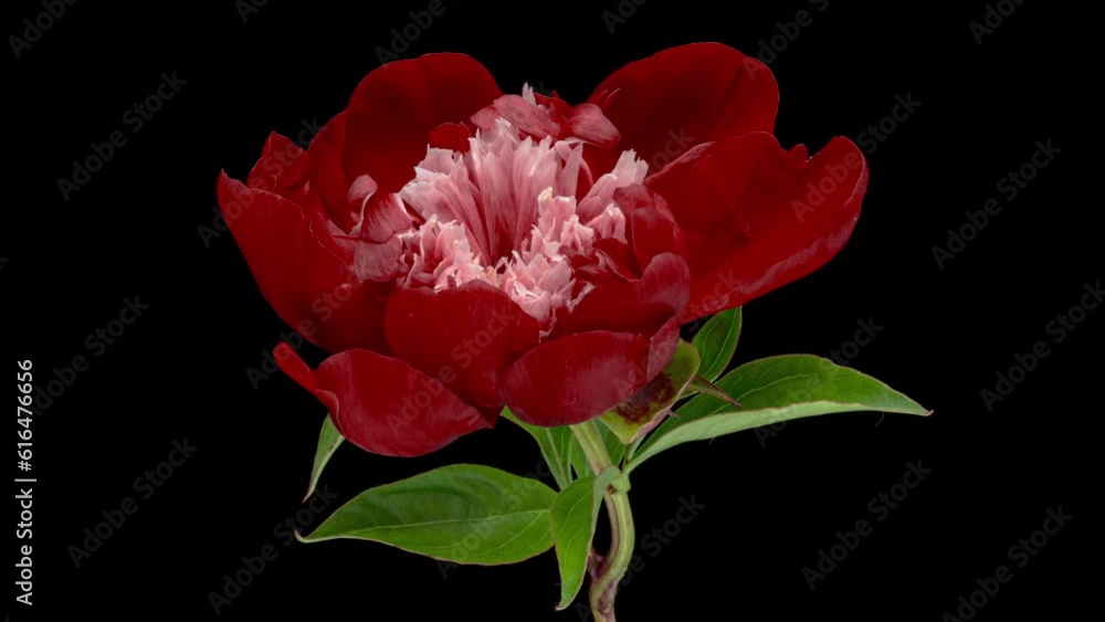 Timelapse of red peony flower blooming on black background. Valentine's Day concept. Mother's day, Holiday, Love, birthday Timelapse of red peony flower blooming on black background. Valentine's Day concept. Mother's day, Holiday, Love, birthday