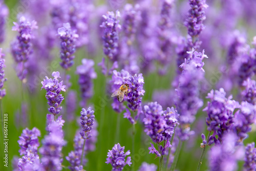 Purple lavender plant with bee insect