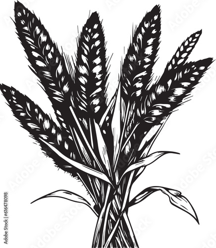 Ears of wheat hand-drawn, agriculture vector illustration, SVG