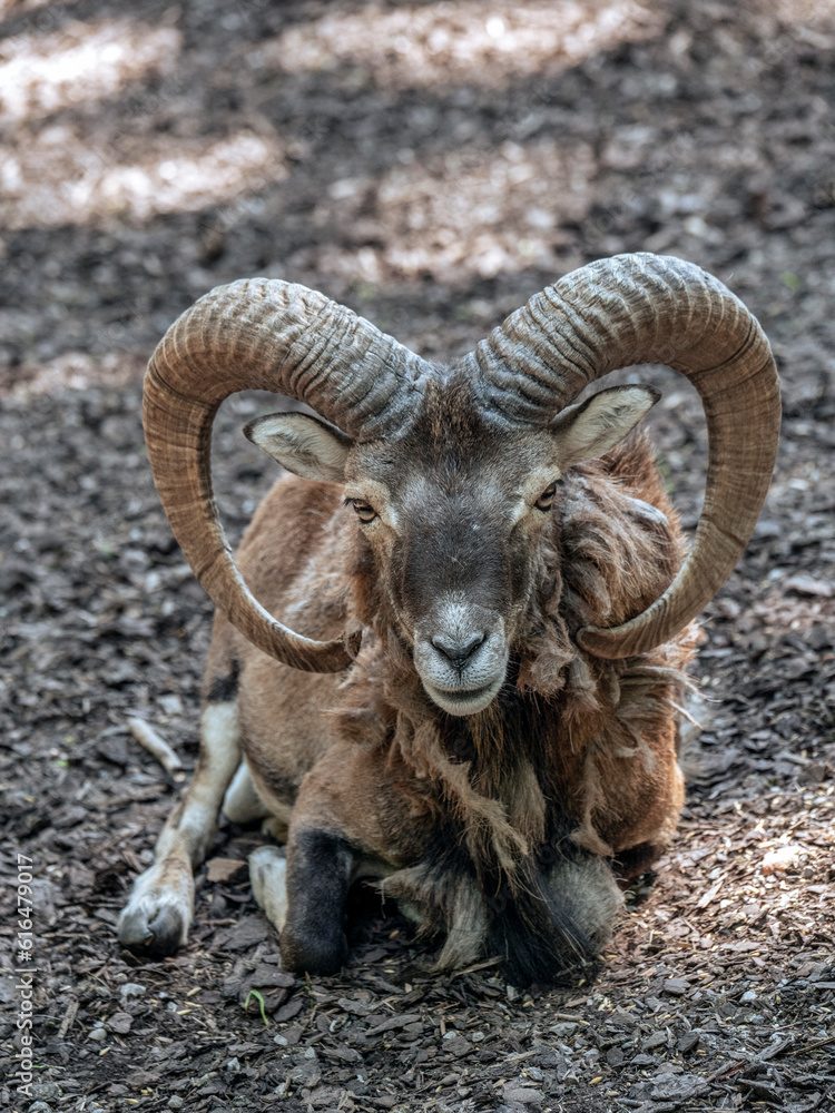 Mufflon mit großen Hörnern (Ovis orientalis musimon) Mufflon mit großen Hörnern (Ovis orientalis musimon)