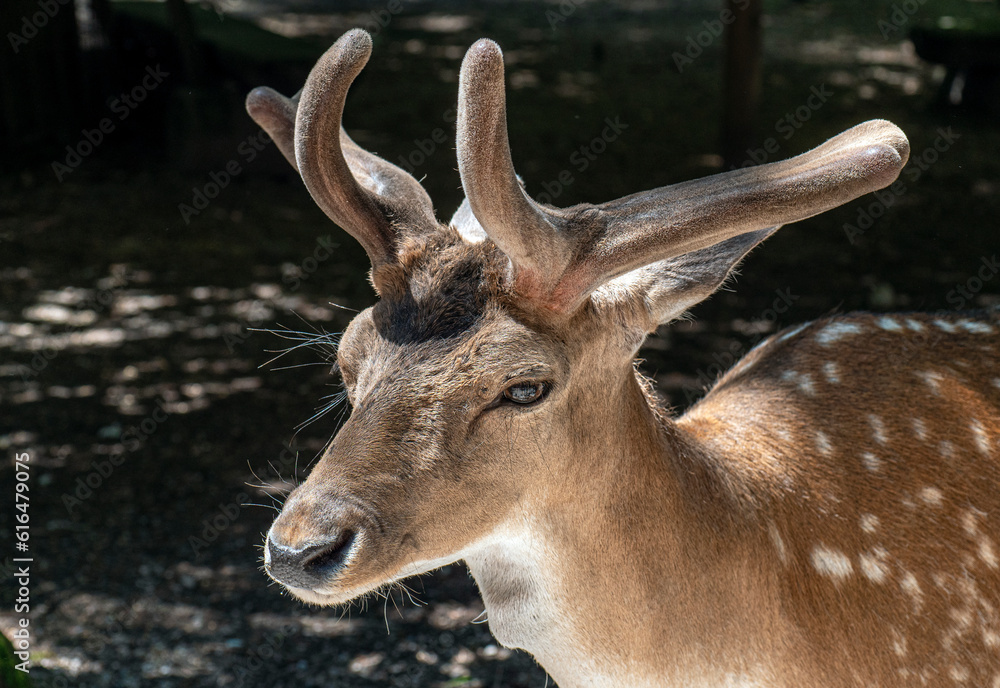 Junger Damhirsch, Dama Dama, Bayern, Deutschland Junger Damhirsch, Dama Dama, Bayern, Deutschland