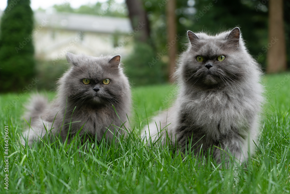 Persian Cats in a Grassy Field, Brothers
