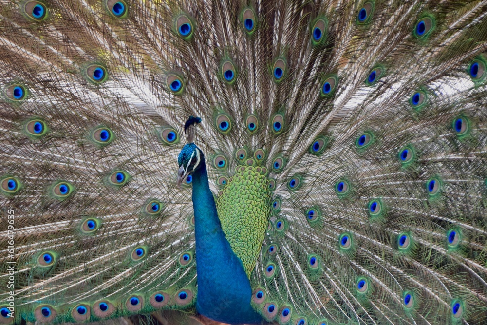 Obraz premium Peacock male bird with spectacular colorful feather plume
