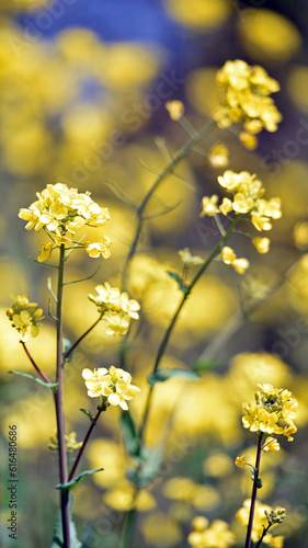 Rapeseed. Brassica napus. are blooming in sunny summer day. yellow flower  isolated on blurred natural background. agriculture  in Europe or Asia. floral background  close-up. soft focus