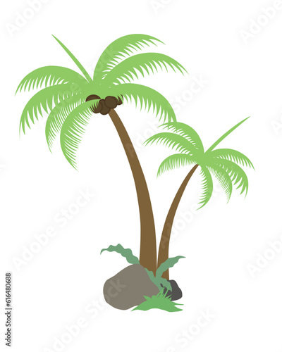 palm  coconut tree