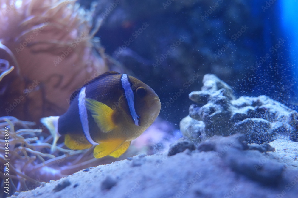 Fototapeta premium Clark's anemonefish, also known as the yellowtail clownfish or Clark's clownfish, is a species of clownfish belonging to the family Pomacentridae. |克氏雙鋸魚