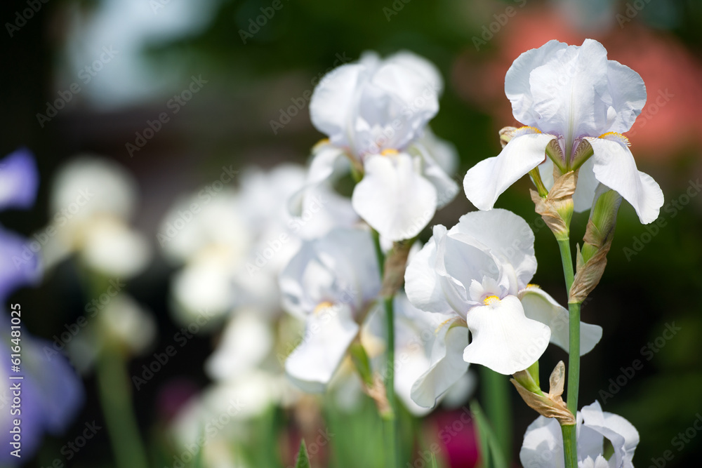 Obraz premium Irideae. White iris flowers are blooming in the garden. White flowers in the garden. floral natural background. beautiful delicate flowers close-up. blurred green background. close-up