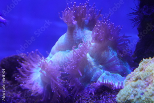 The Elegance Coral, scientifically known as Catalaphyllia jardinei, is a stunning species of large polyp stony coral (LPS) belonging to the family Euphylliidae. |尼羅河珊瑚 photo