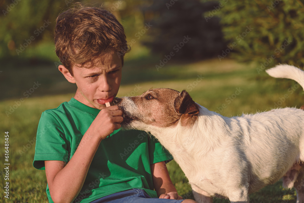 On Summer day kid is eating homemade fruit popsicle on stick and dog begging to share a bite On Summer day kid is eating homemade fruit popsicle on stick and dog begging to share a bite