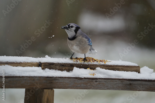 Blue Jay Sitting on Perch Eating Seeds in the Snow © Alex