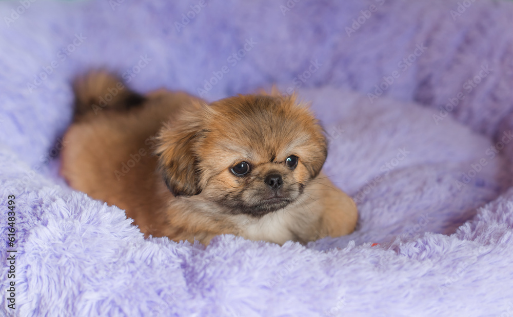 Little puppy lying and resting in bed. Pets lifestyle, doggo at cozy home Little puppy lying and resting in bed. Pets lifestyle, doggo at cozy home