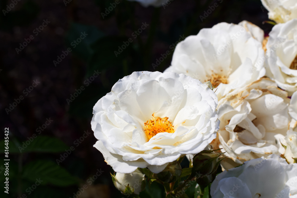 Beautiful white Rosa Kristall bloomed in the yard