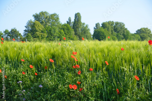 Green crops with wild red poppies