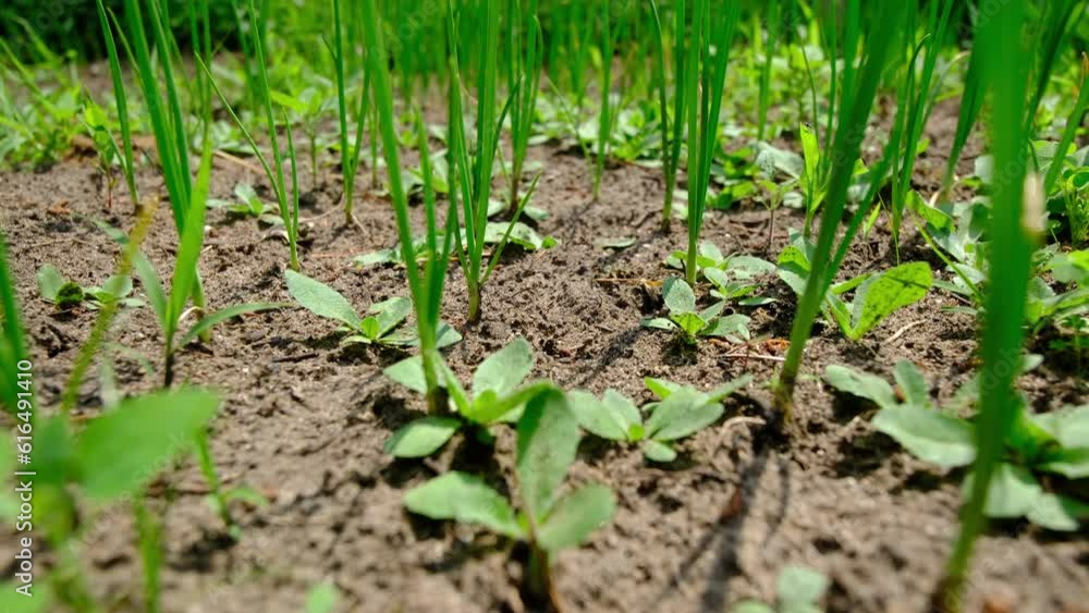 Slow motion of onions and stalks in early gowning stage while moving camera forward. Slow motion of onions and stalks in early gowning stage while moving camera forward.