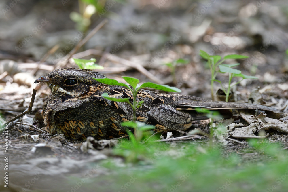 camouflage bird roosting on dirt and leafs as it habitation, indian nightjar camouflage bird roosting on dirt and leafs as it habitation, indian nightjar