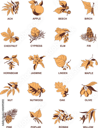 A set of twenty vector images of fruits of conifers and hardwoods. Forest species - leaves and fruits