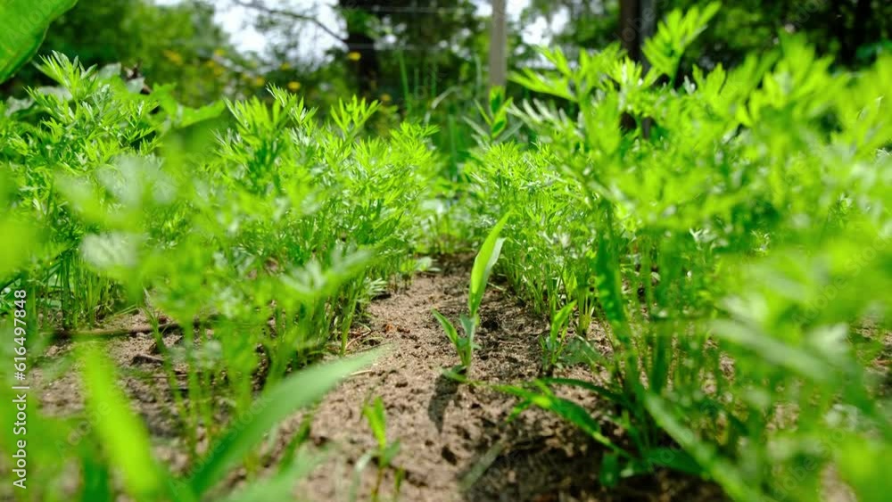 Slow motion and close up while moving camera through rows of young carrots greens growing in organic pesticide free back yard garden. Slow motion and close up while moving camera through rows of young carrots greens growing in organic pesticide free back yard garden.