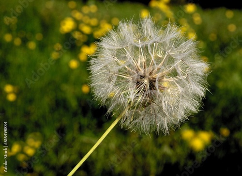fluffy blow-ball with seeds of Tragopogon pratensis plant close up