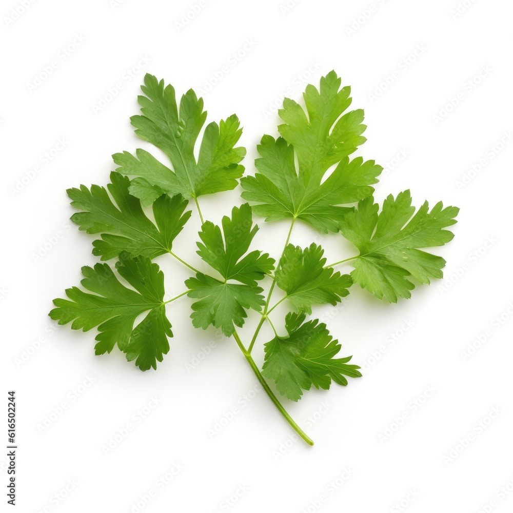 Chervil leaf isolated on white background. Generative AI Chervil leaf isolated on white background. Generative AI