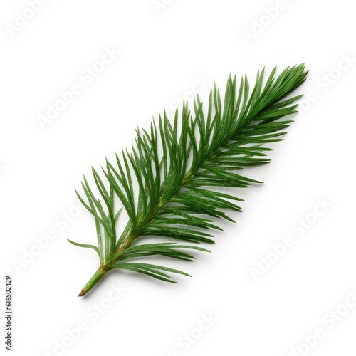 Spruce needle leaf isolated on white background. Generative AI