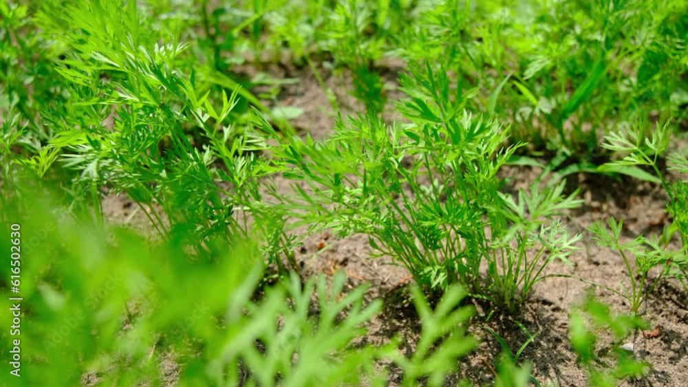 Slow motion and close up of young carrots greens growing in organic pesticide free garden while moving camera from left to right slightly diagonal. Slow motion and close up of young carrots greens growing in organic pesticide free garden while moving camera from left to right slightly diagonal.