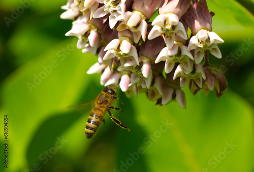 The Bee collects nectar and pollen from the flowers of the Asclepias syriaca. An ornamental plant and a good honey plant. Used in landscape design. Poisonous. Causes burns on the human body. 