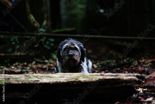 Cute dog in the deep of the forest